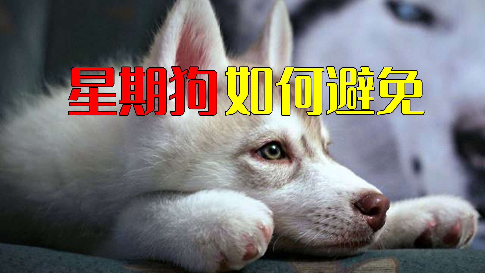 怎么判断刚到家的狗有没有病,小狗到家怎么分辨是病狗还是好狗