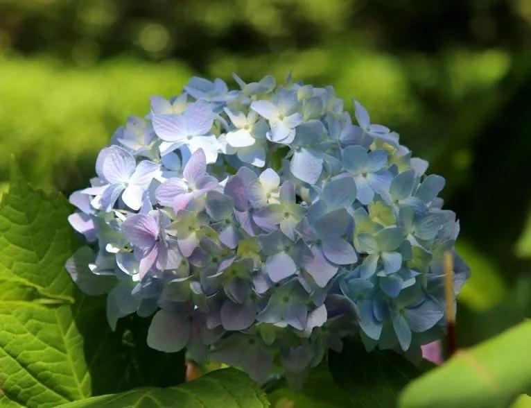 绣球花的花瓣好漂亮！等等，你确定那是花瓣？