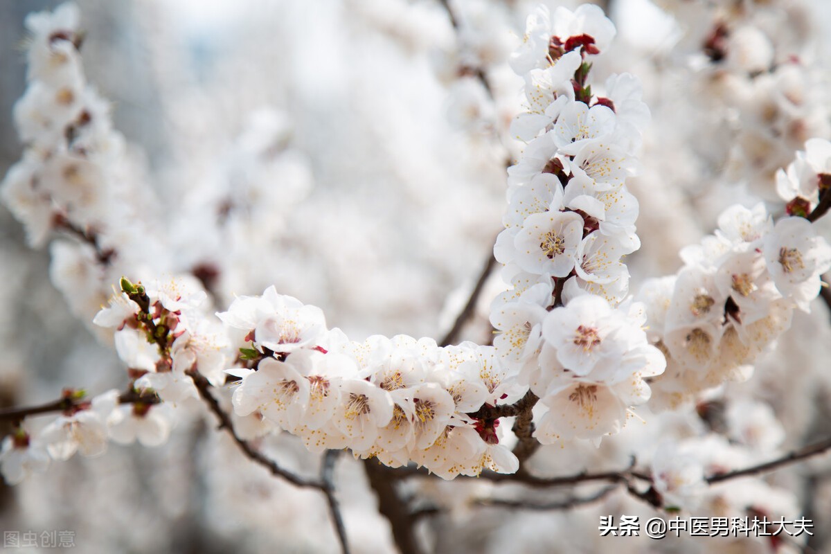 中医治疗湿热型肾虚的绝妙技巧,肾虚湿热型前列腺炎中药方剂