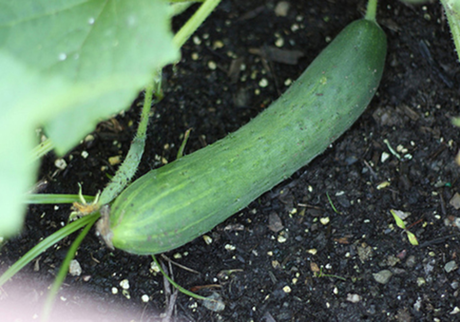 黄瓜阳畦育苗技术，老农说苗床的管理很重要，你学会了吗？