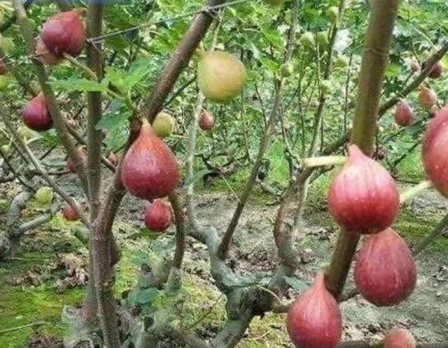 一年四季的时令蔬菜,一年四季的时令水果大全