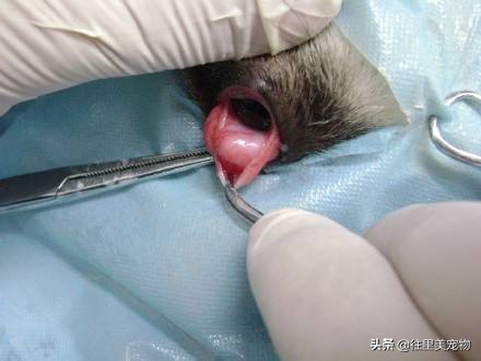 宠物眼角增生怎么治,宠物第三眼睑增生滴什么眼药水