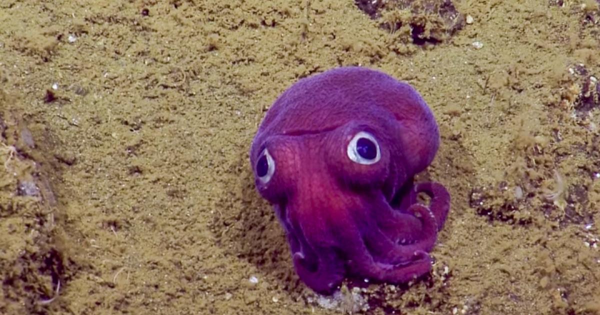 人的眼睛在动物界的水平,人的视力在动物界排名