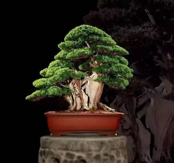 世界上最昂贵的花一朵价值1500万,世界上最高贵的花典雅图文