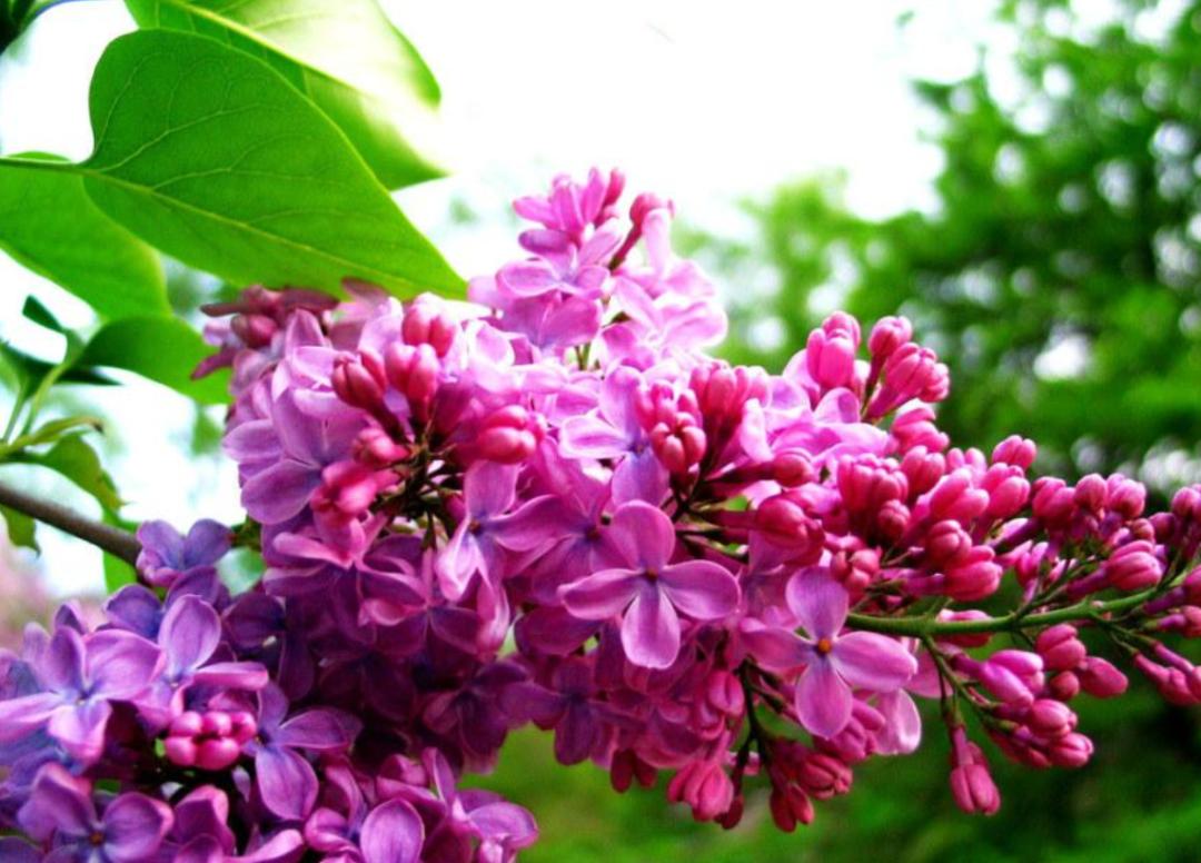 丁香花的诗句唯美,关于丁香花的诗句诗词