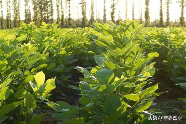丛生白蜡栽植技术,兰州小叶白蜡种植