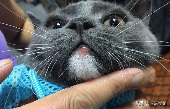 猫咪嘴巴边缘红肿怎么处理,猫咪一只眼睛红肿流泪是怎么回事