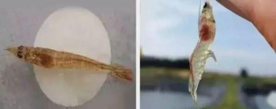 对虾补充什么钙最好,对虾多大吃1.0的料