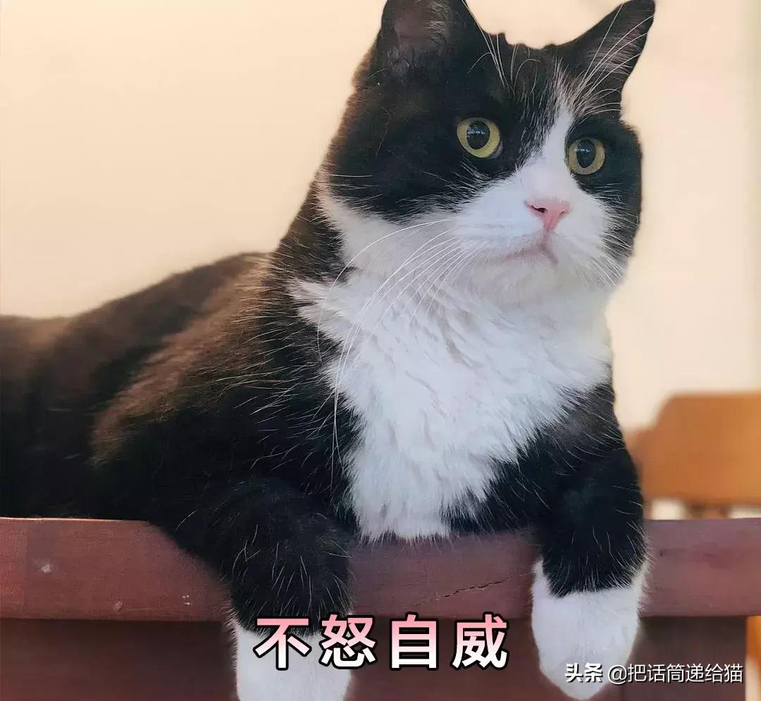 猫故事书籍,猫故事小说