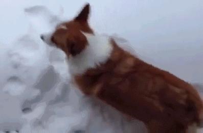 小短腿柯基有点可爱,柯基小短腿好可爱