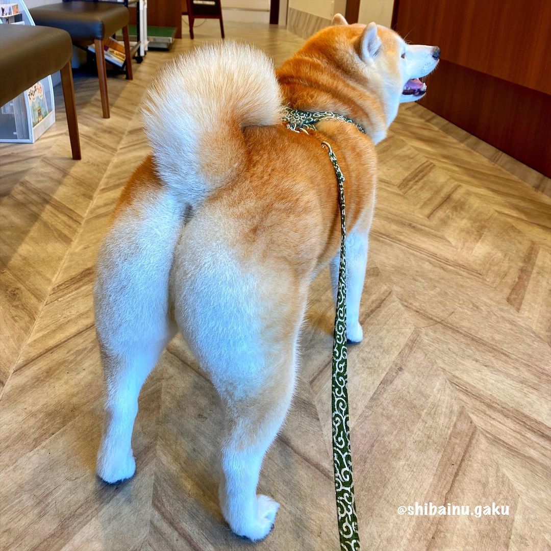 柴犬为什么那么少人买,1000左右的不纯种柴犬