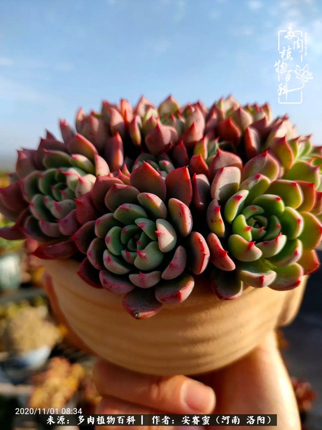 现在是多肉最美的季节,多肉最美的季节来啦