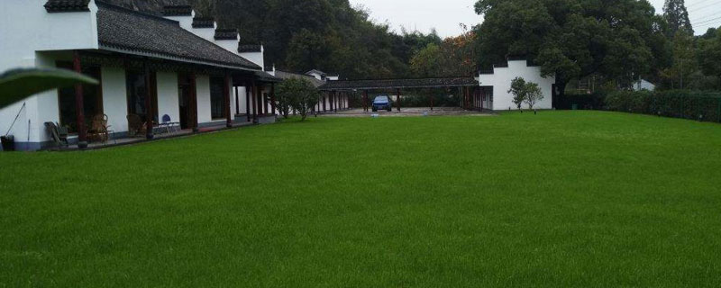 草坪除杂草最厉害是哪种,绿化草坪杂草治理