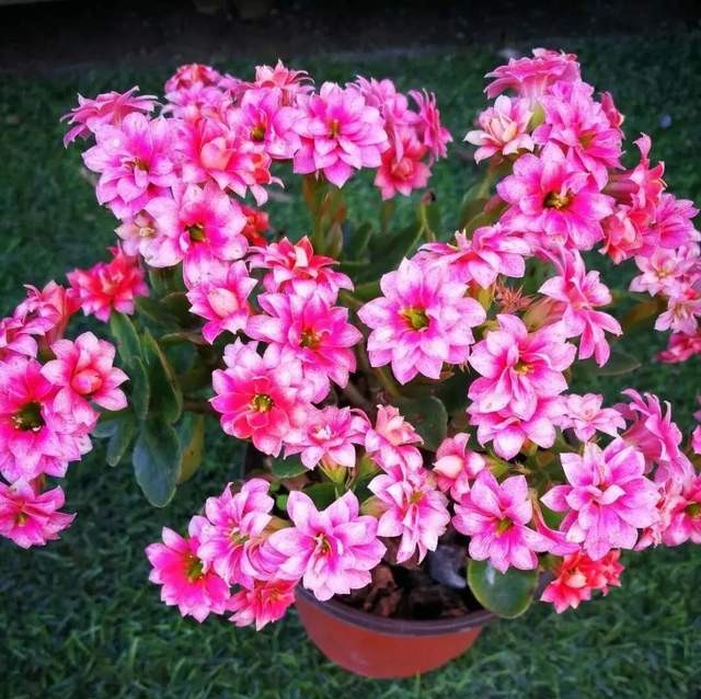 单瓣长寿花品种大全图,长寿花单瓣最好看的品种