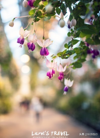 关西白滨自由行攻略,日本自由行攻略大阪温泉