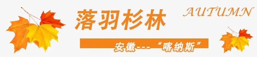 黄山秋景几月去最好,秋天几月份去黄山最好看的花海