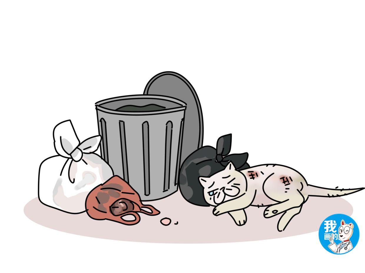 猫舍卖不掉的最后都去了哪里,猫舍里一直没卖掉的猫会怎么处理