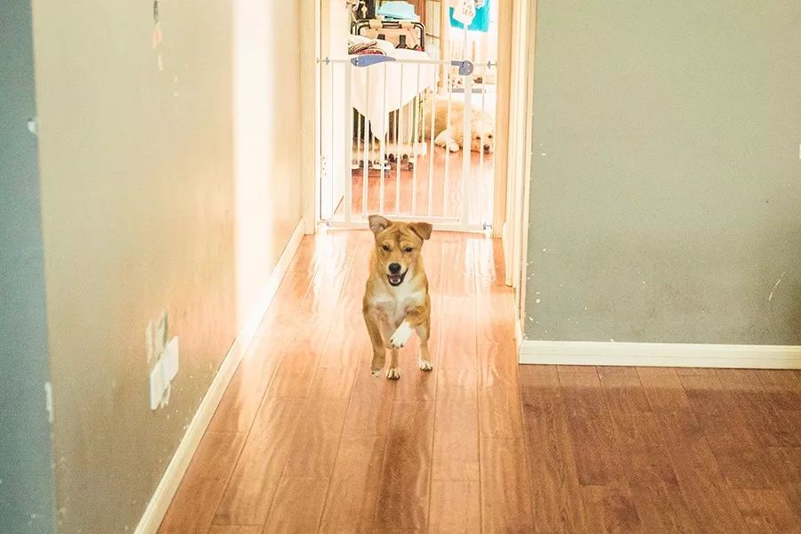 买了一只猫可是没养几天不想养了,买了一只猫不知道能不能长大