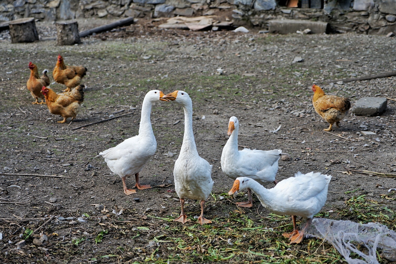 川西五日游马尔康,从成都到马尔康沿途风景