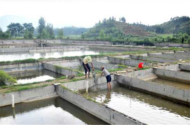 中华鳖饲养管理技术,中华鳖的养殖周期是多少