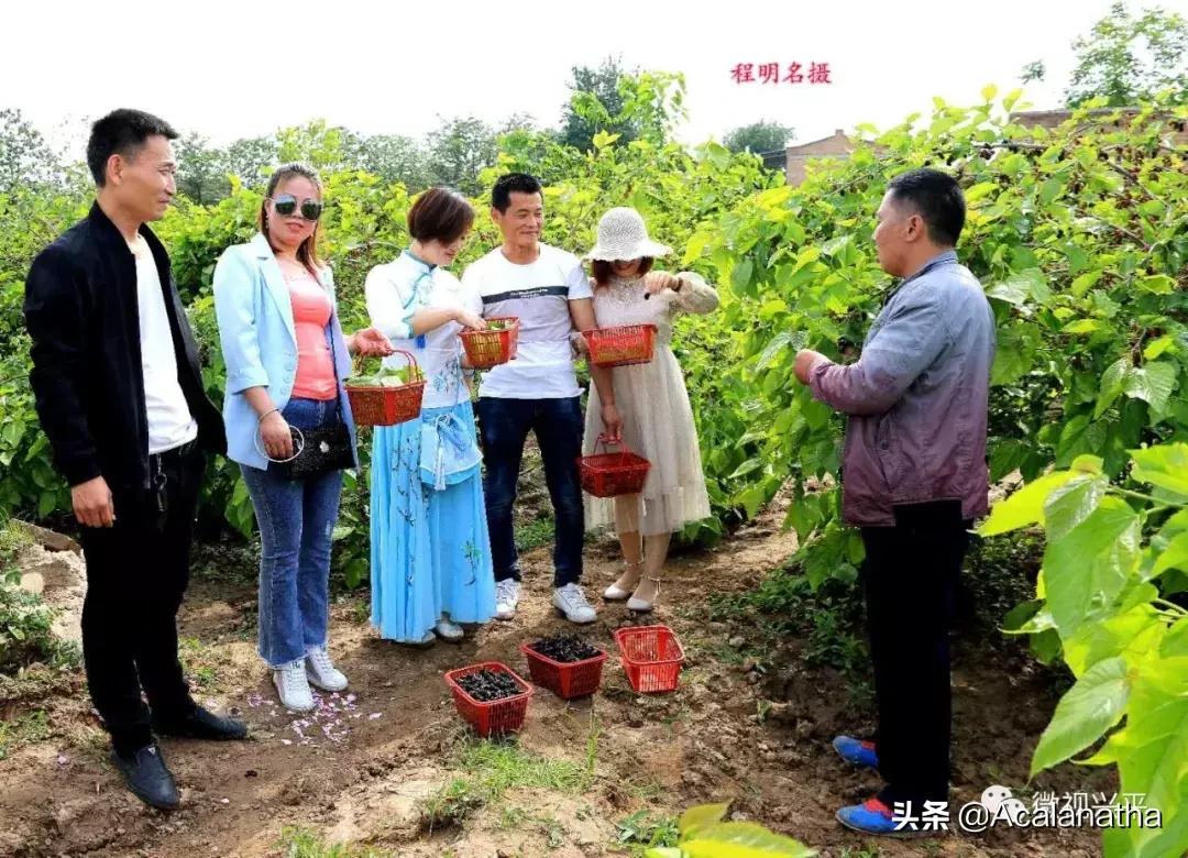 兴平千亩桑葚成熟啦！