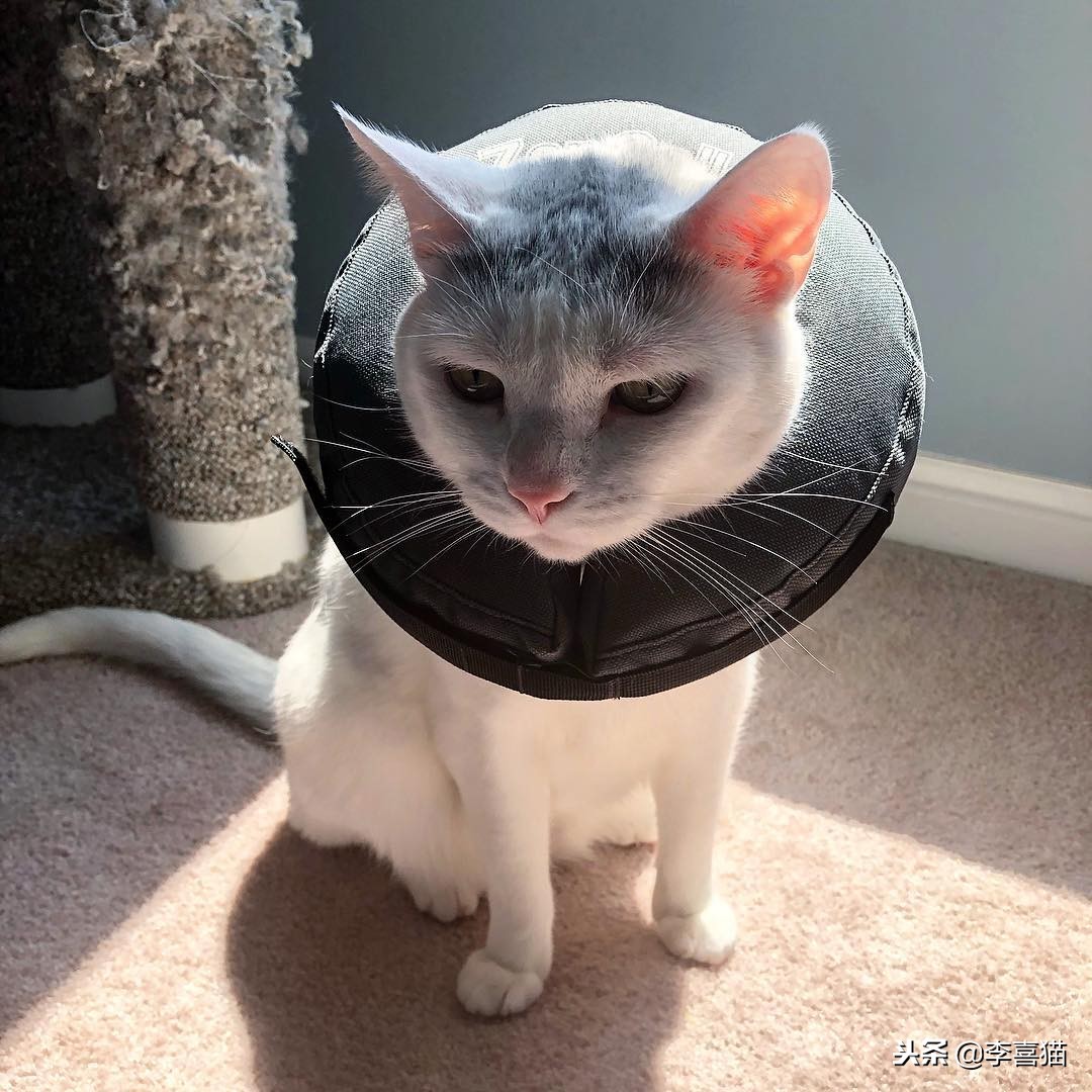 猫咪做完绝育有什么要注意的,猫咪做绝育手术后的注意事项