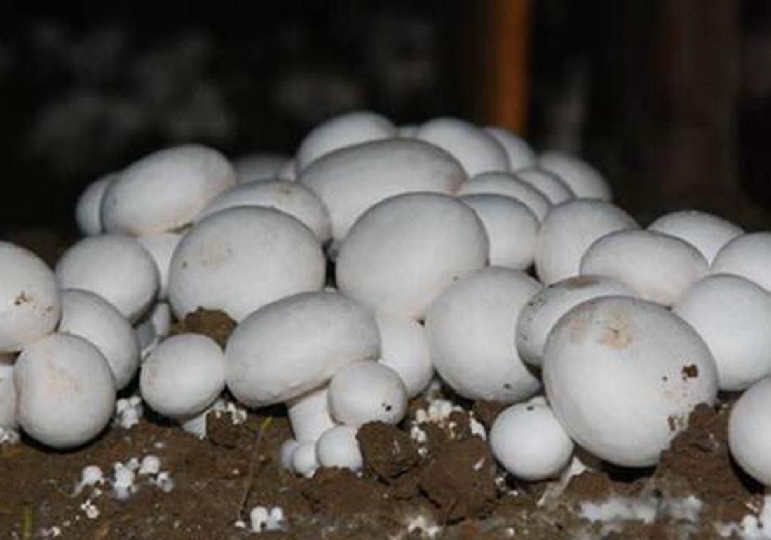 双孢菇培养料的发酵技术,工厂化种植双孢菇管理办法