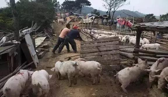 强占耕地搞养殖，怎么应对？