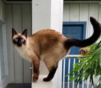 饲养猫咪最错的误区很多人还在犯,饲养猫咪的7大误区你有中招吗