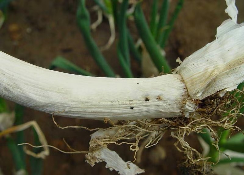 大葱葱白腐烂、死亡，是葱小菌核病在作怪，对症下药，轻松解决