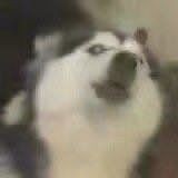 梦泪录屏,梦泪是用什么软件连麦