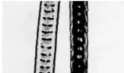 纺织纤维与面料分析介绍,天然纤维面料基础知识大全