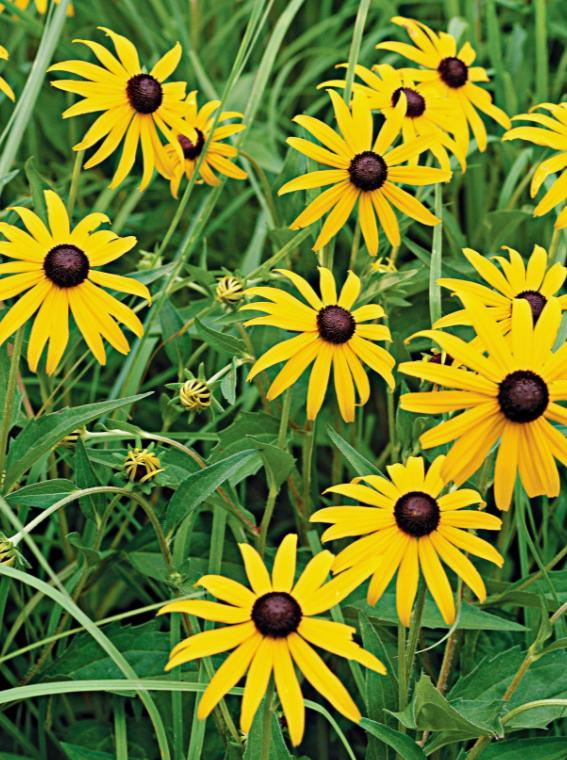 这种花居然叫“黑眼苏珊”？它是花园里最抢镜的主角