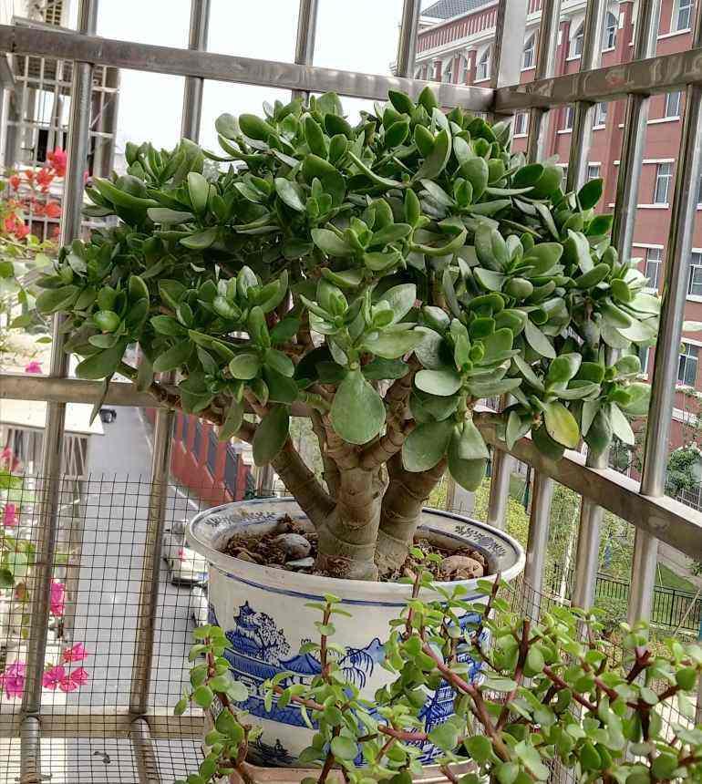 老人说三种花不吉利,这5种花适合老人养健康又长寿