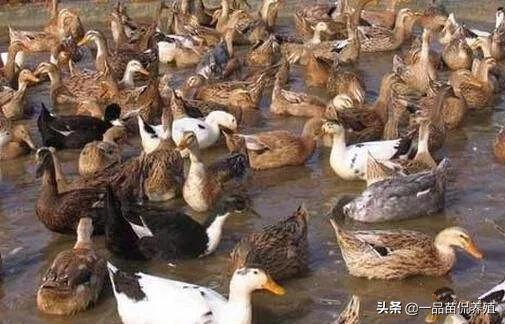 养殖蛋鸭赚钱,养殖蛋鸭要注意什么