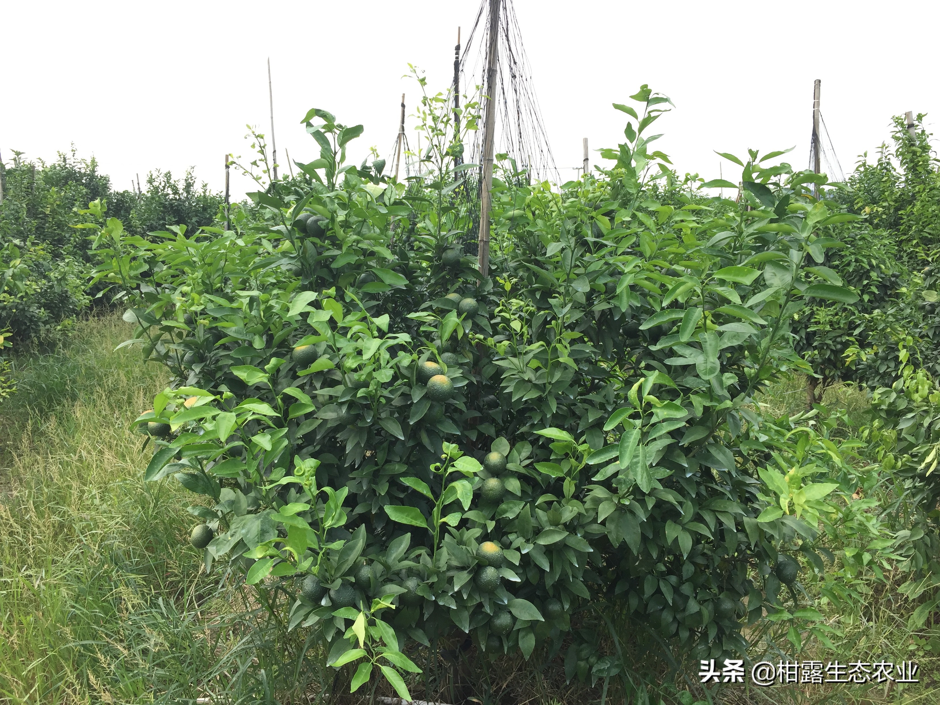 新型肥料行业前景,肥料的流行趋势