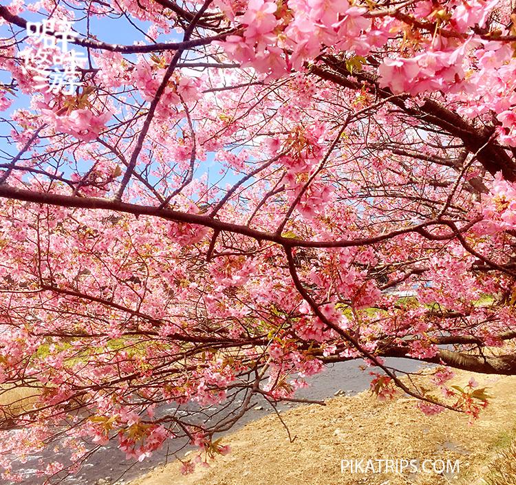 东京近郊的度假胜地伊豆半岛,东京伊豆一日游攻略