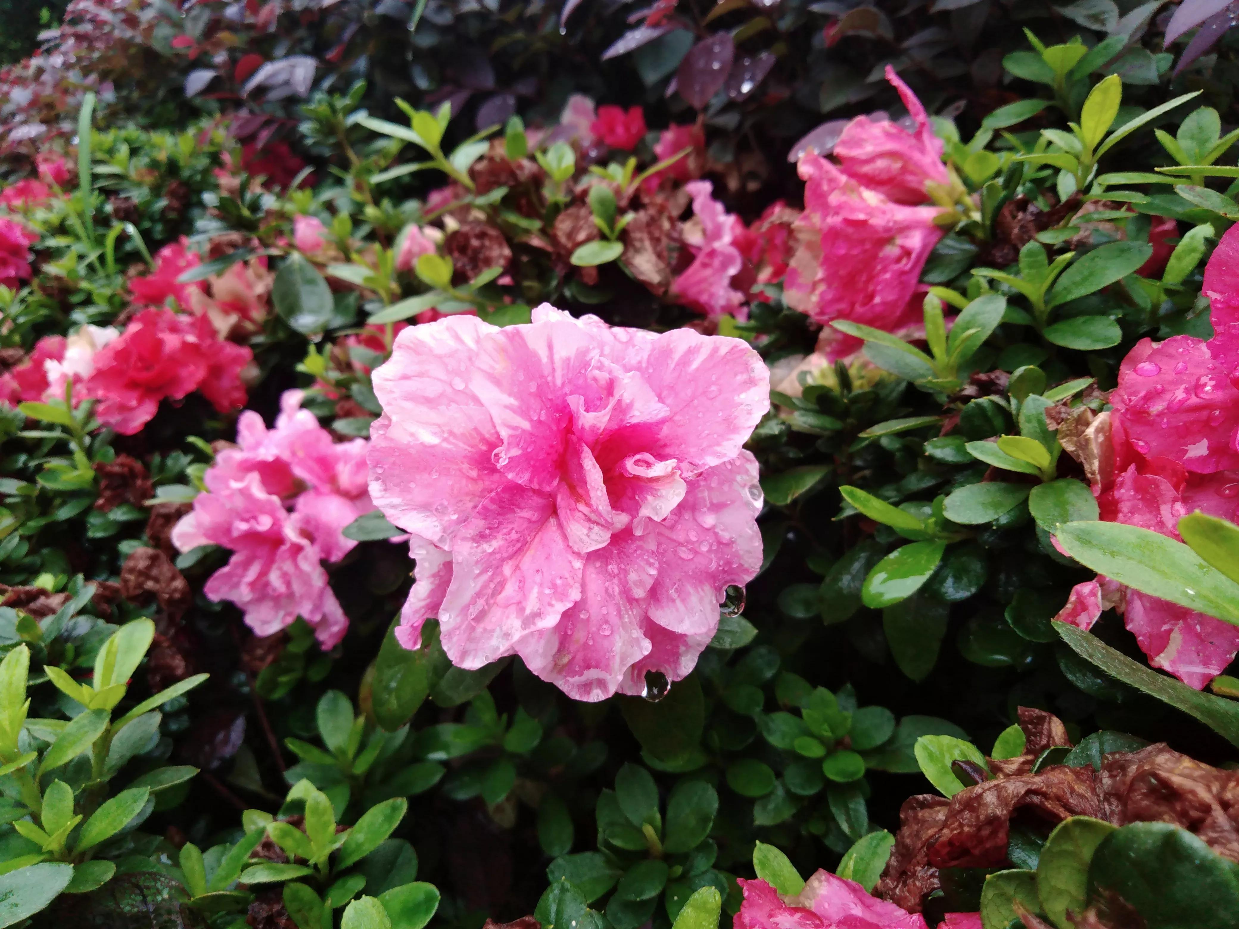 嘴长毛短浅含膘,嘴长毛短浅含膘是什么生肖