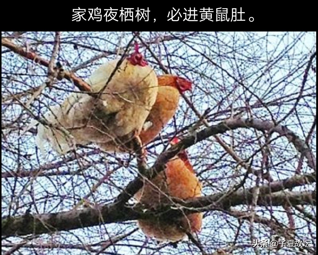 「中孚卦」上九爻辞“翰音登于天,贞凶”破解