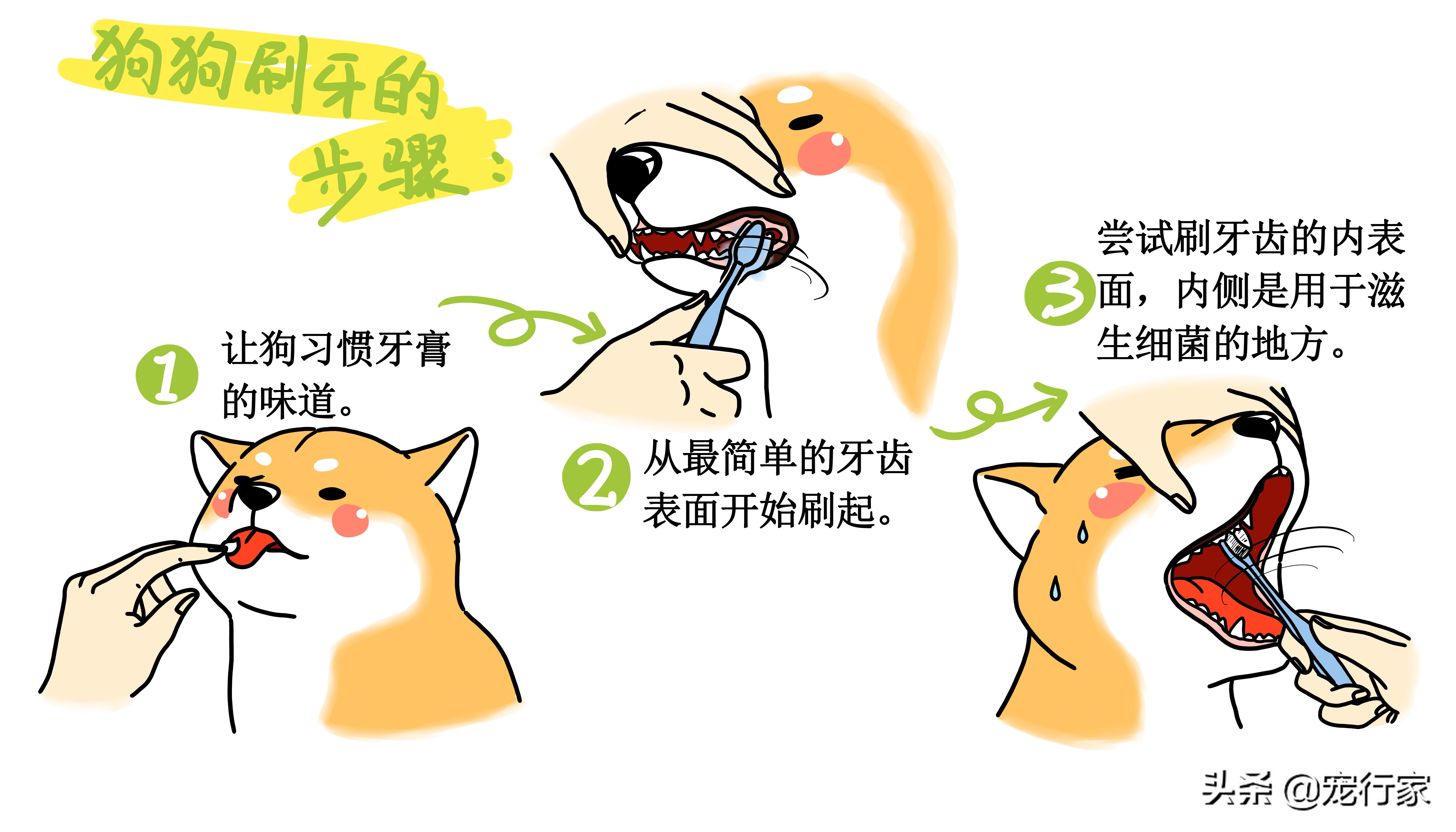 狗有口臭怎么除掉是因为不刷牙吗,如何给狗刷牙保护它的牙齿