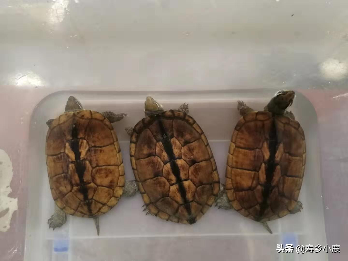 怎么养石金钱龟才是正确的,4-5cm的石金钱龟要怎么养