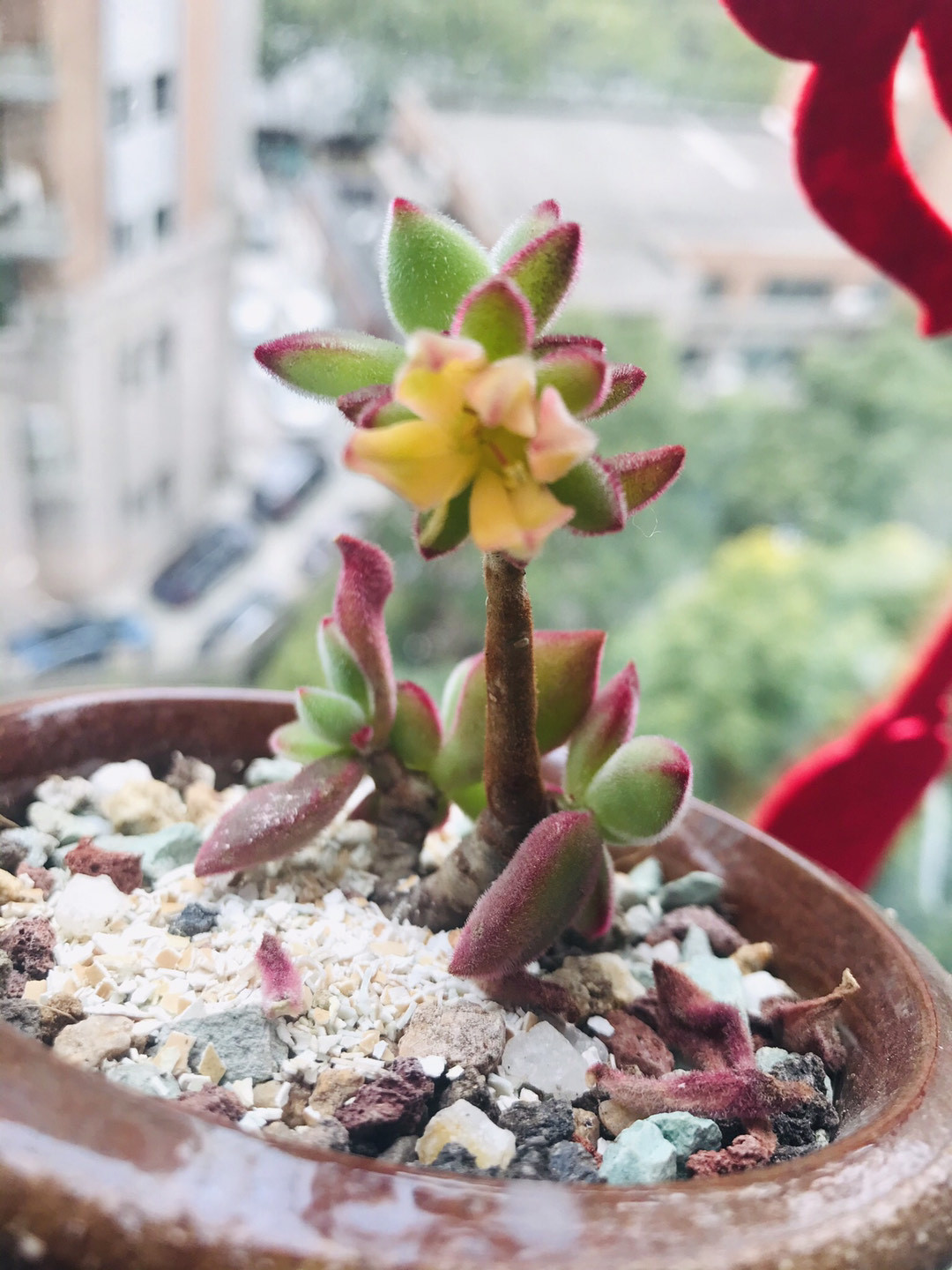 锦晃星茎部长芽,锦晃星两个头需要掐掉一个吗