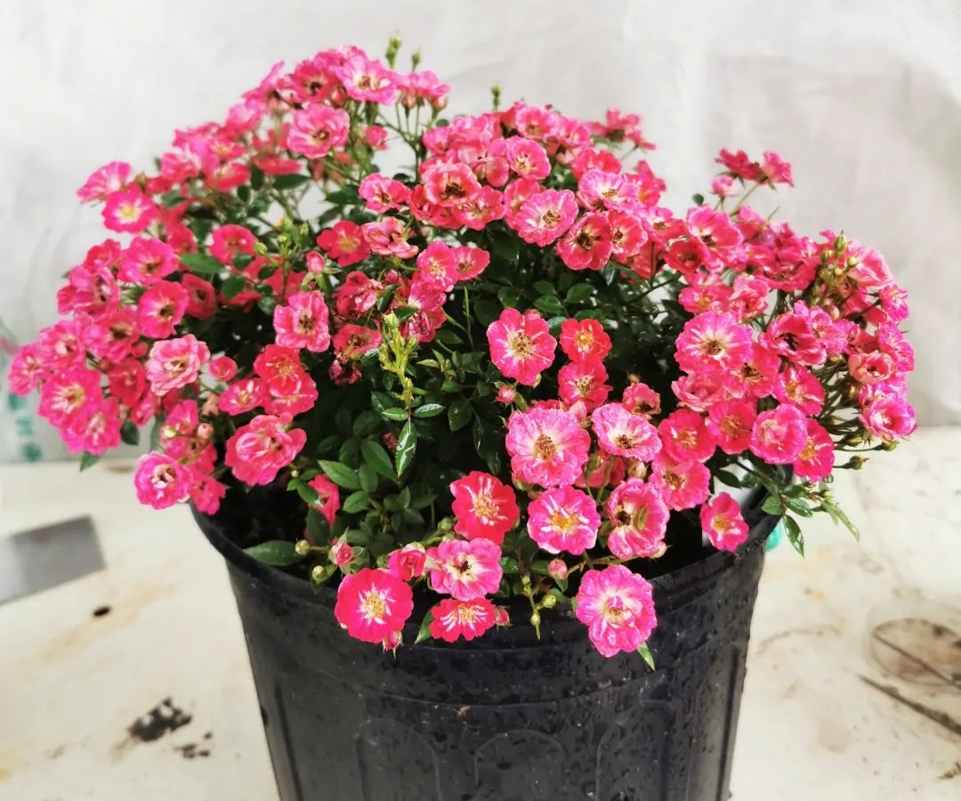 100种月季经典品种,100种经典月季品种