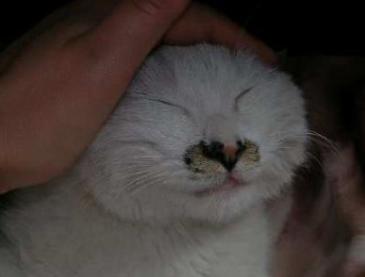 古代各种猫咪的名字只能有两个字,古代的猫的名字到底有多霸气