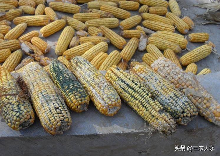 霉菌对鸡有什么作用呢,霉菌对鸡的影响