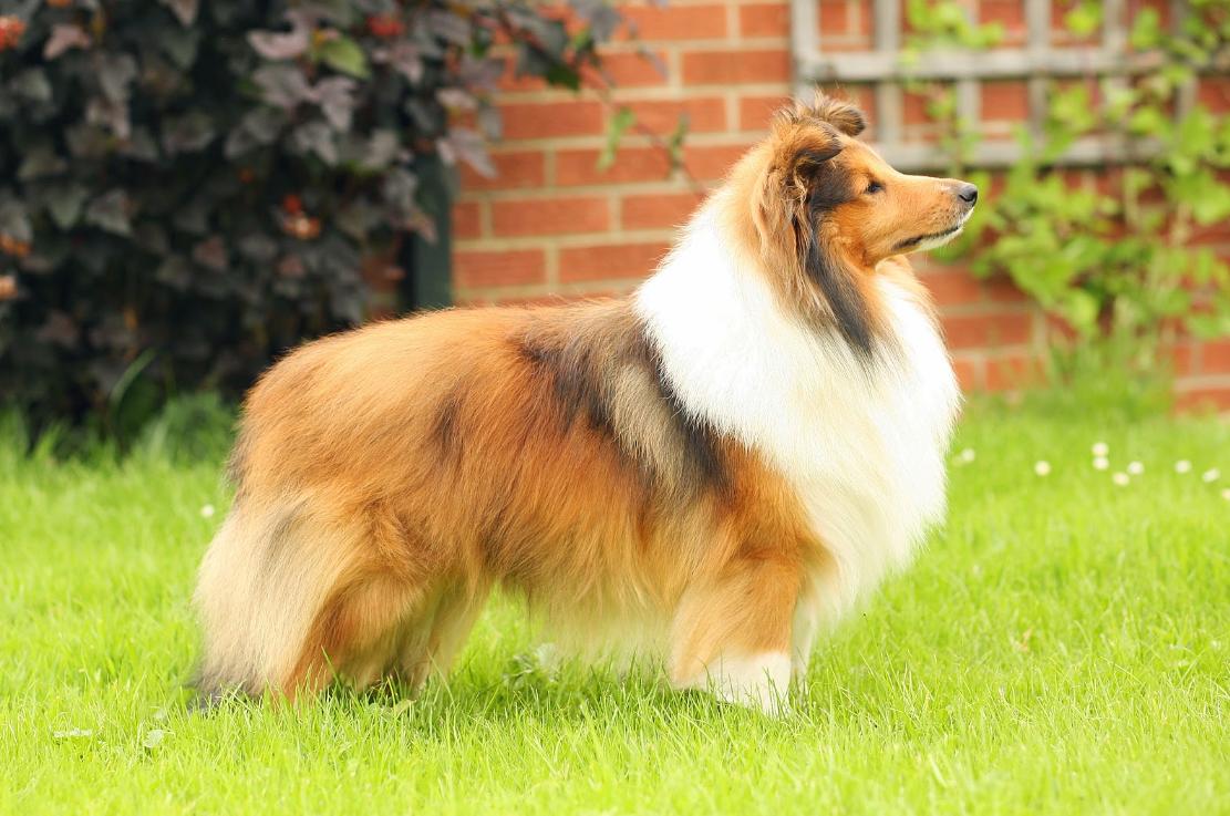 喜乐蒂牧羊犬和陨石色边牧啥区别,喜乐蒂牧羊犬与边境牧羊犬区别