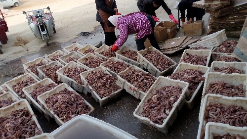 暴利养殖业50元一斤,什么养殖一斤100元都还不愁销路