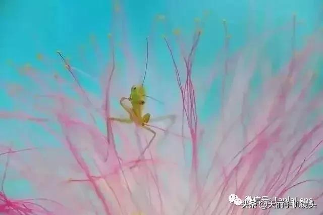 天丽摄影作品集,天丽镜头视频完整版