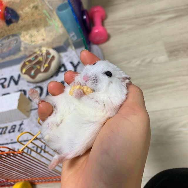 仓鼠亲近主人的征兆,仓鼠被主人舔了一口