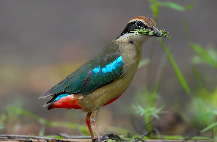 东江揽胜,惠州淡水常见鸟类图谱